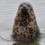 «Восточный Порт» и ДВО РАН подвели итоги работы по изучению тюленей-ларг